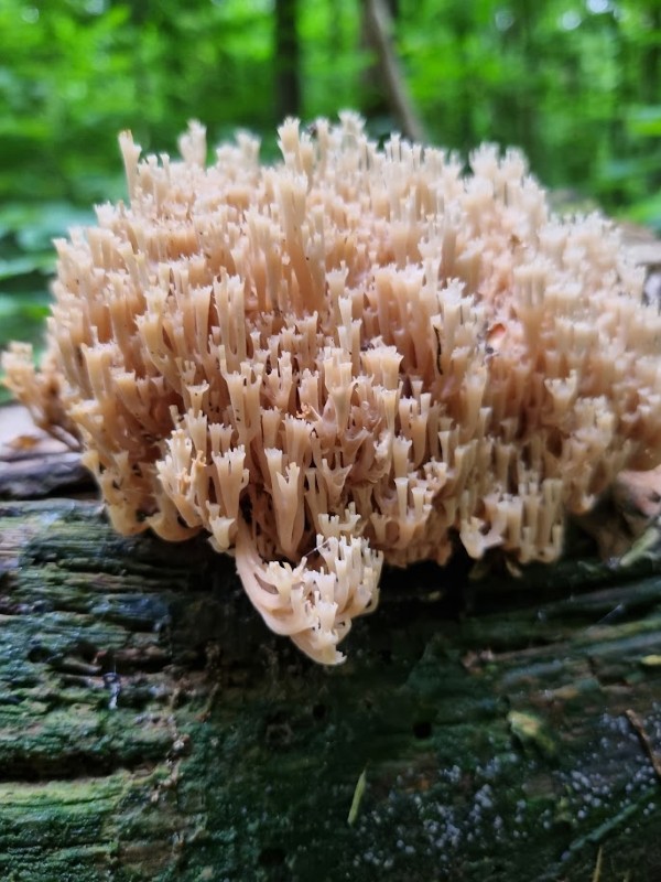 Grzyb o koralowej strukturze rosnący na starym pniu drzewa.