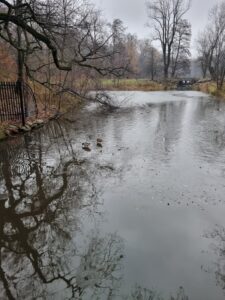 Dwie kaczki pływające po jesiennym stawie w parku.
