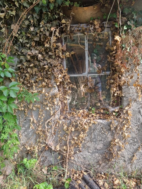 Stare okno porośnięte suchym bluszczem w opuszczonym budynku.