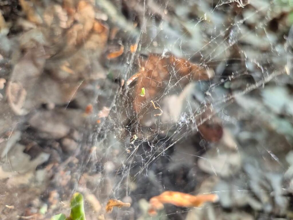 Pajęczyna w lesie – tło pod sekcję blogową na stronie Anny Karnickiej