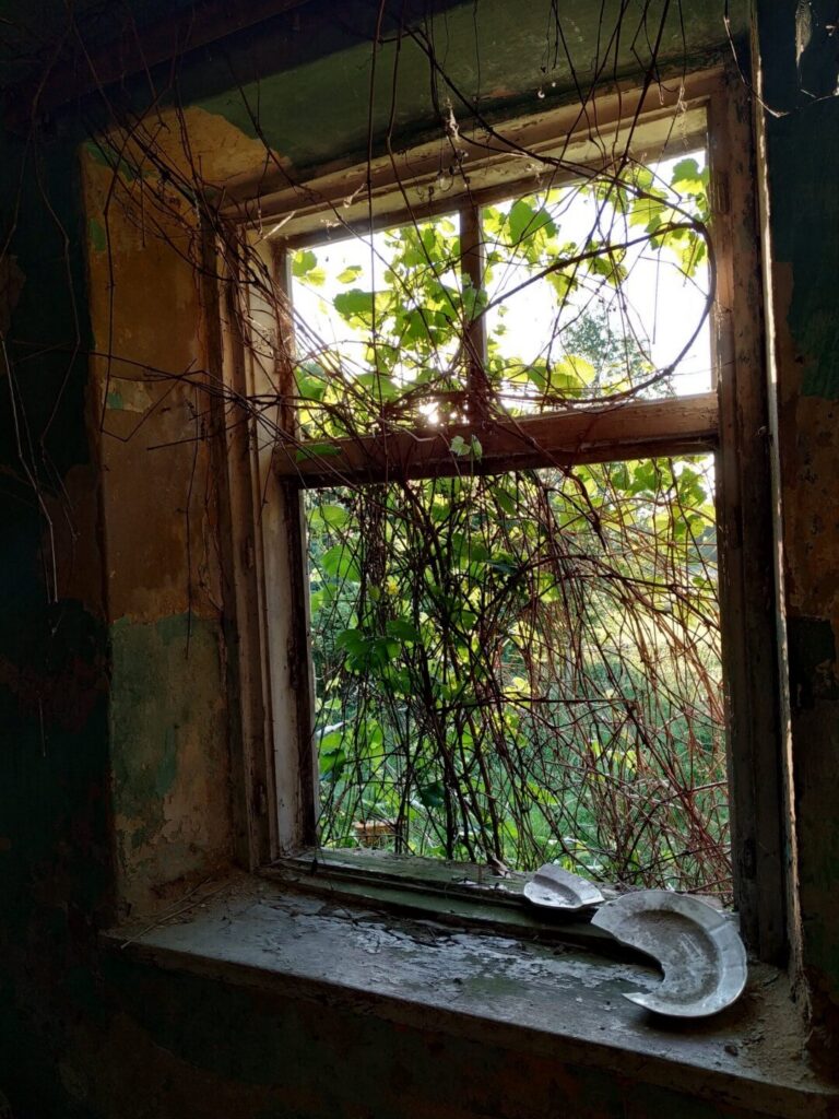 Zarośnięte okno z rozbitym talerzem – tło pod linki na stronie głównej Anny Karnickiej