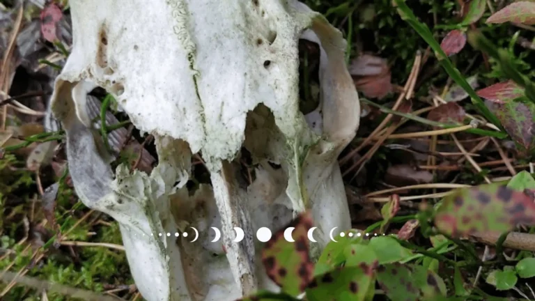 Tło z czaszką w lesie i fazami księżyca – sekcja ocen na stronie Anny Karnickiej