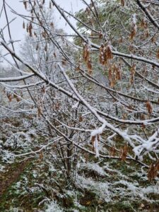 Zimowe gałęzie drzew pokryte śniegiem w dzikim ogrodzie.