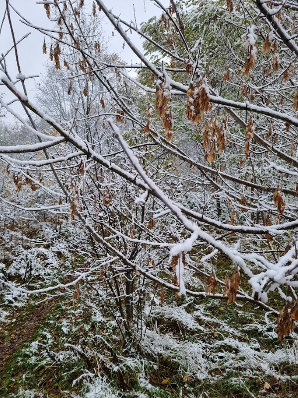 Zimowe gałęzie drzew pokryte śniegiem w dzikim ogrodzie.