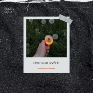 Okładka albumu muzycznego fikcyjnego zespołu Sunny Square- dłoń podpalająca zapalniczką kwiat dmuchawca na łące.