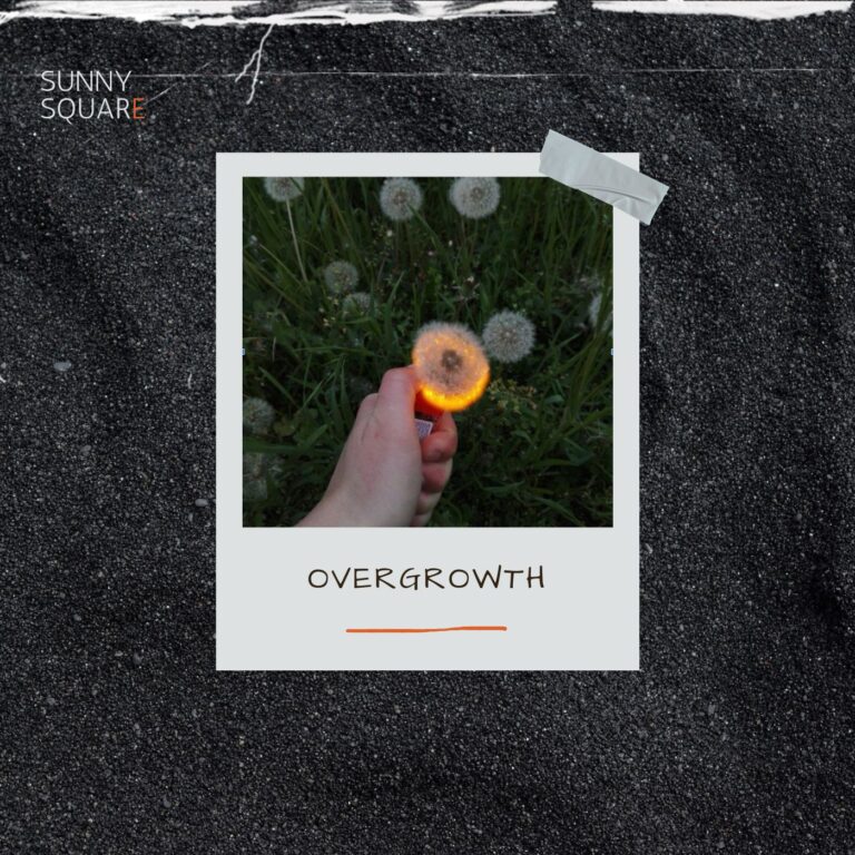 Okładka albumu muzycznego fikcyjnego zespołu Sunny Square- dłoń podpalająca zapalniczką kwiat dmuchawca na łące.